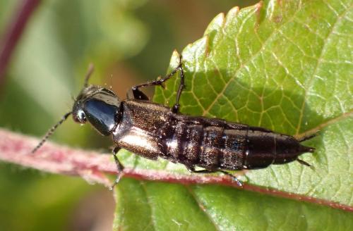 Philonthus splendens
